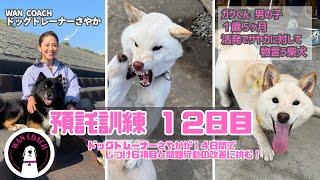 【犬のしつけ】ガク　２週間の預託訓練 のサムネイル