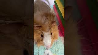 My Guinea Pigs