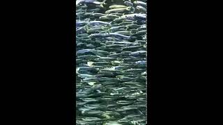 魚魚