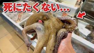 スーパーに売れ残っていたタコを飼育してみると奇跡が…！！ のサムネイル