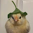 アイコン