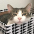 アイコン